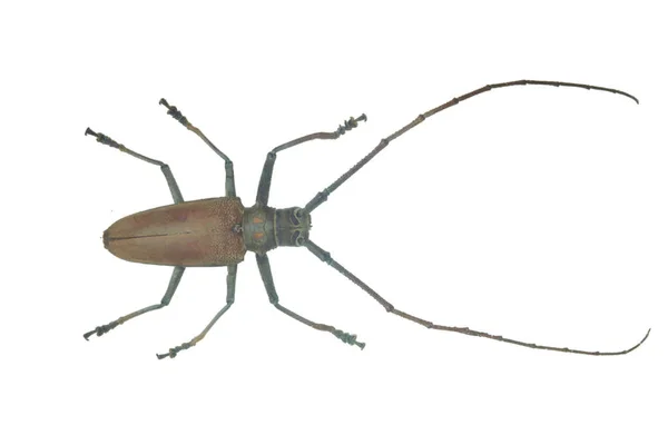 Verde Bug Closeup Isolado Fundo Branco — Fotografia de Stock