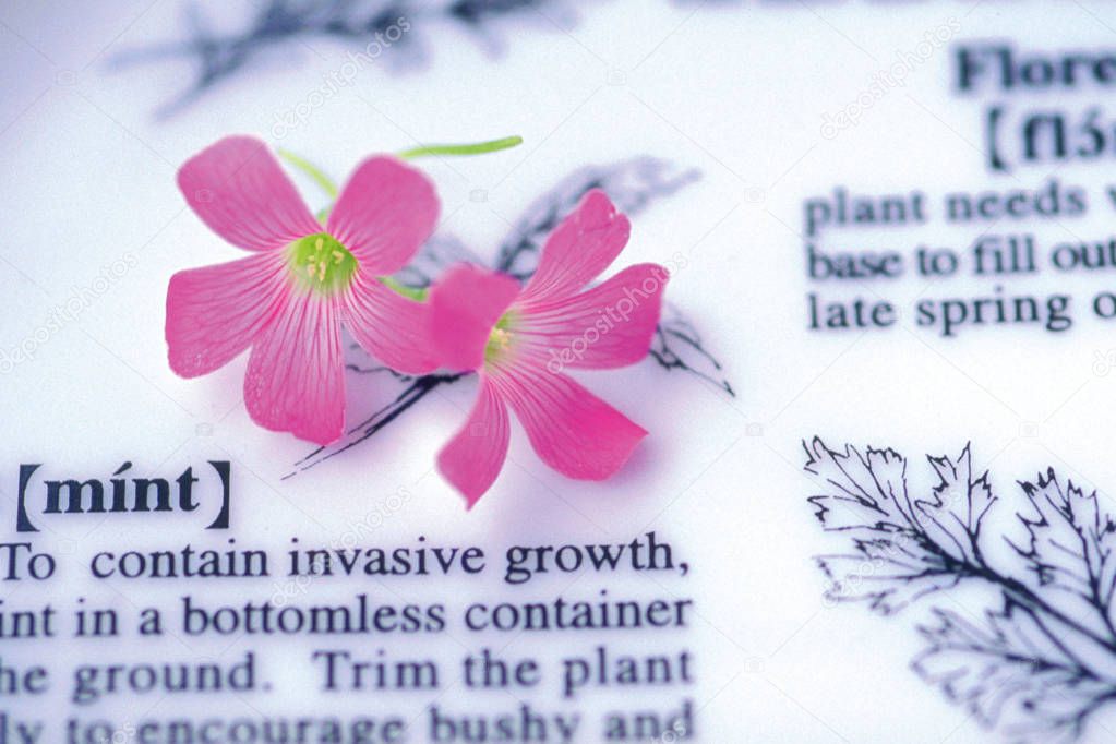 Close view of tender flowers on dictionary page