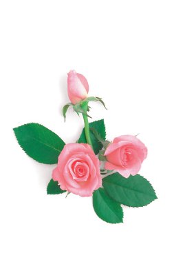 Beyaz arkaplanda pembe güller