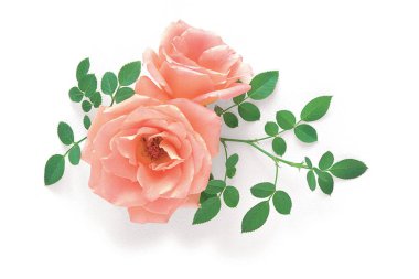 beyaz arka plan üzerinde yaprakları ile pembe güller