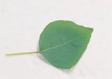 yaprak arka plan detaylarını