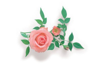 beyaz arka plan üzerinde yaprakları ile pembe güller