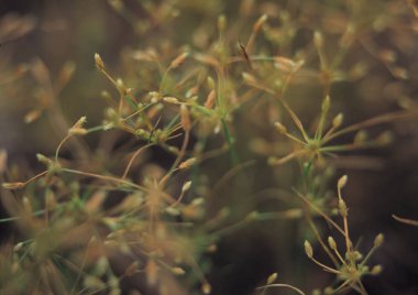 Kır çiçekleri görünümünü kapat