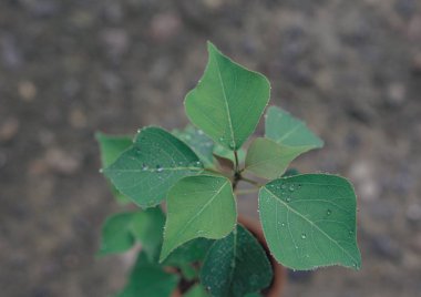 yaprakları arka plan detaylarını