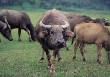 Dağlarda yeşil çimlerde otlayan boğalar