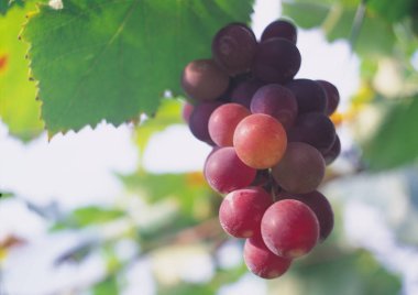 Gündüz vakti kırmızı üzüm demetleri, yakın plan