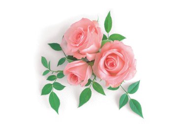 Beyaz arkaplanda pembe güller