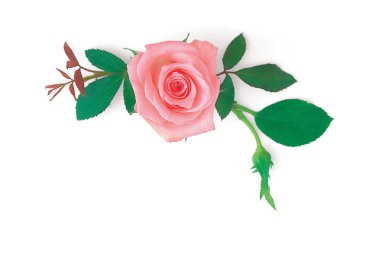 Beyaz arkaplanda pembe gül