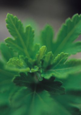 yaprakları arka plan detaylarını