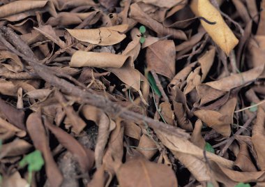 Doğa arka planını düşen yapraklar