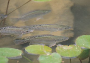havuzda balık yakın görünümü 