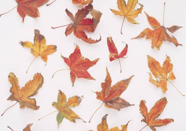 Doğa arka planını düşen yapraklar