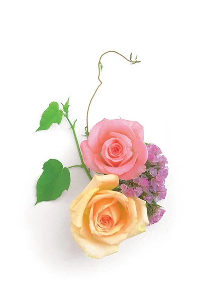 Pink Yellow Roses White Background — Stock Photo, Image