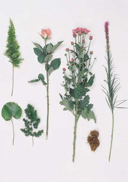 Närbild Diverse Blommor Isolerad Vit Bakgrund — Stockfoto