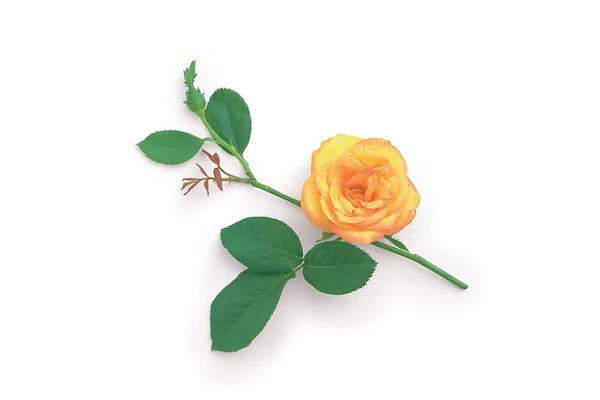 Жовта Троянда Білому Тлі — стокове фото