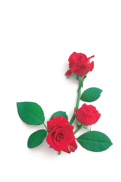 Red Roses White Background — Stock Photo, Image