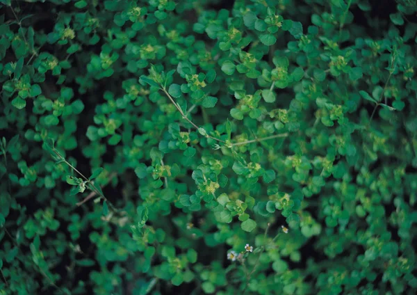 Вид Зеленые Листья — стоковое фото