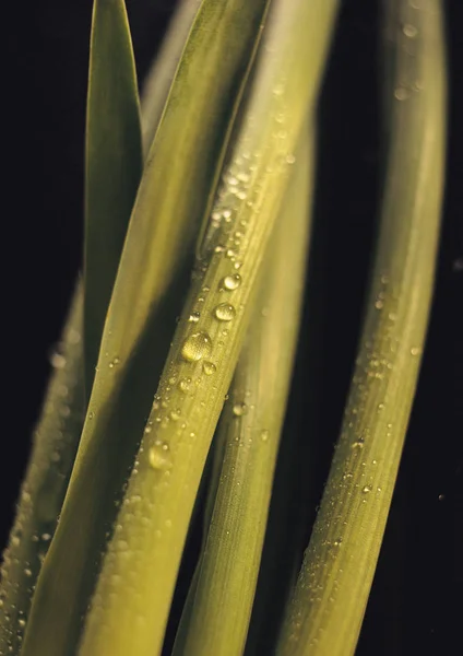 Fechar Folhas Verdes Com Gotas Água Fundo Preto — Fotografia de Stock