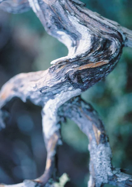 Ağaç Yakın Görünümü — Stok fotoğraf