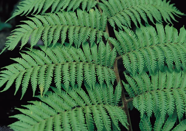 Detalhes Fundo Folhas — Fotografia de Stock