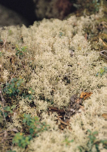 野生植物的特写 — 图库照片