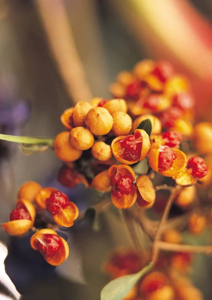 close up view of wild flowers