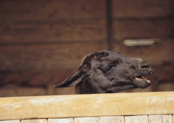 Portrait Cute Black Goat Background Close — Stock Photo, Image