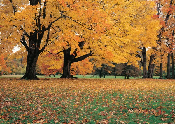Żółte Drzewa Jesiennym Lesie Ciągu Dnia — Zdjęcie stockowe