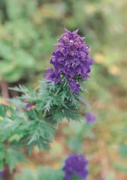 Vue Rapprochée Des Fleurs Sauvages — Photo