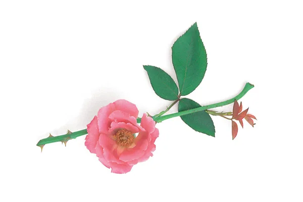Rosa Rosa Sfondo Bianco — Foto Stock