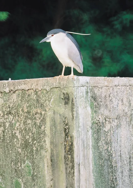 Close View Bird Concrete Wall — Stock Photo, Image