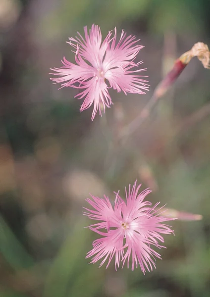 Vista Vicino Dei Fiori Selvatici — Foto Stock