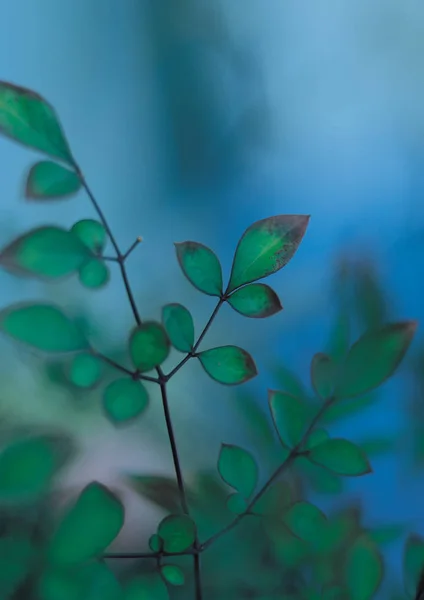 Details Zum Hintergrund Der Blätter — Stockfoto