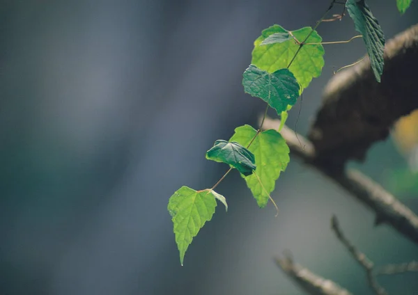 Nahaufnahme Von Grünen Blättern — Stockfoto