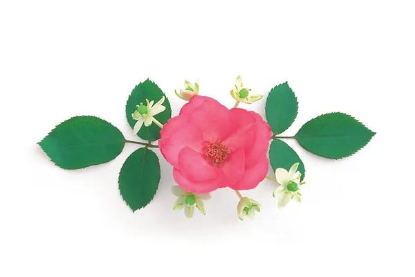 Rosa Rosa Sfondo Bianco — Foto Stock