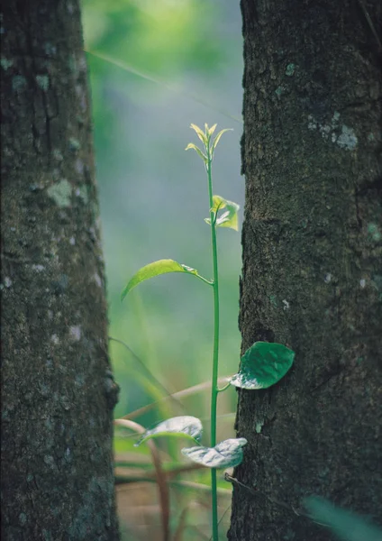 Närbild Vilda Växter — Stockfoto