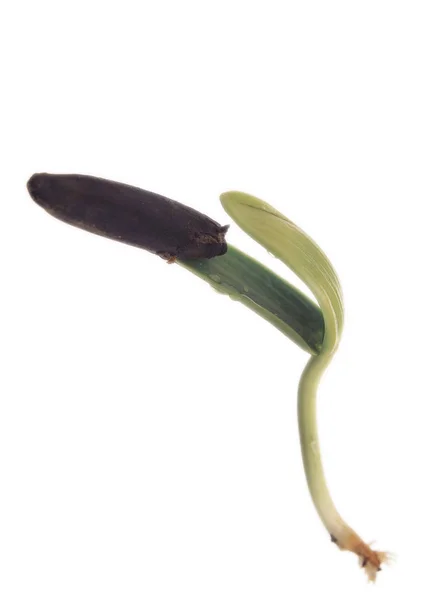 Detailní Záběr Malé Rostliny Zelenými Listy Bílém Pozadí — Stock fotografie