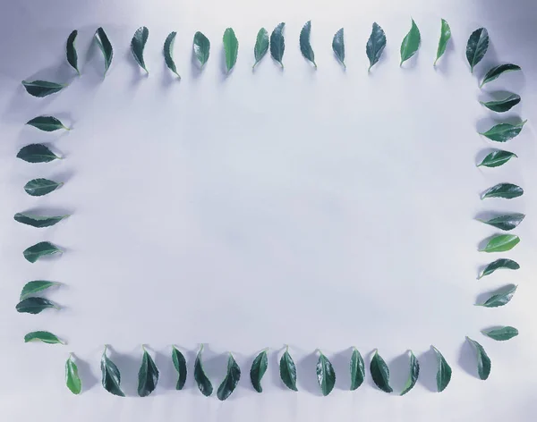 Frame Flowers Leaves — Stock Photo, Image