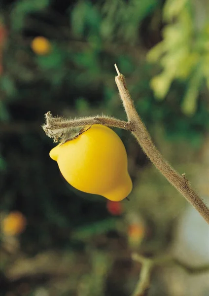 close up view of wild fruit