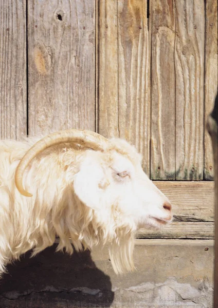 White Goat Farm Background Close — Stock Photo, Image