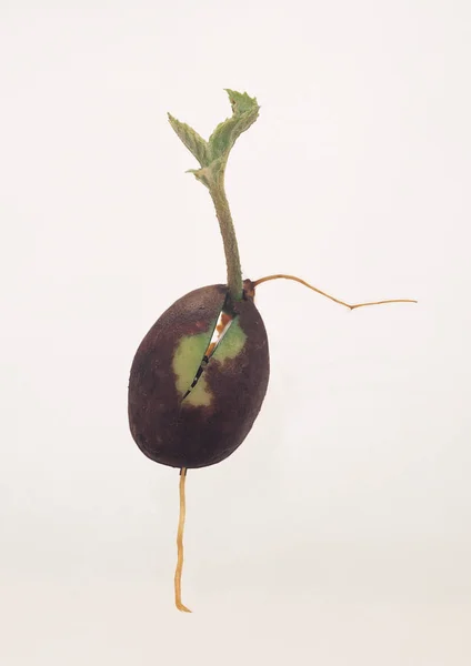 Primer Plano Pequeña Planta Con Hojas Verdes Sobre Fondo Blanco — Foto de Stock