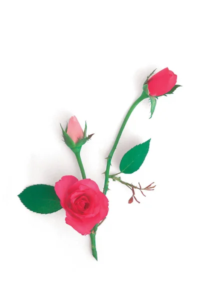 Roses Roses Sur Fond Blanc — Photo
