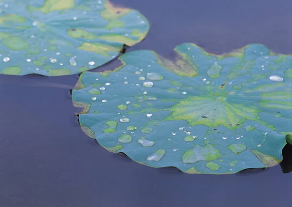 Detalhes Fundo Folhas — Fotografia de Stock