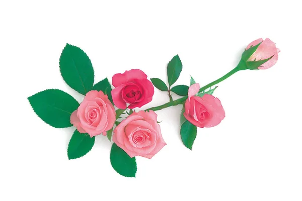 Рожеві Троянди Білому Тлі — стокове фото