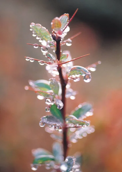 Close View Plant Dew — Stok Foto