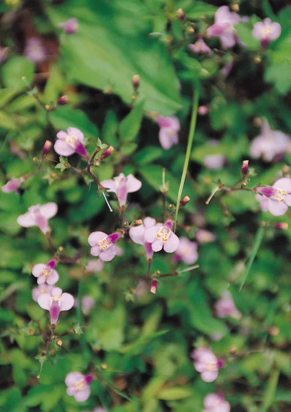 Vista Vicino Dei Fiori Selvatici — Foto Stock