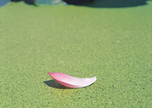 close up view of pink petal