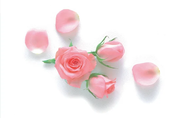 Rosas Rosa Sobre Fundo Branco — Fotografia de Stock