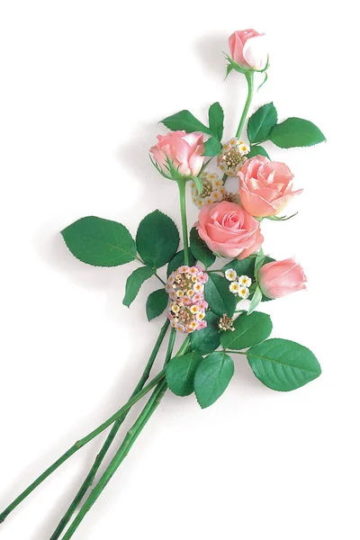 Rosas Rosa Com Folhas Fundo Branco — Fotografia de Stock