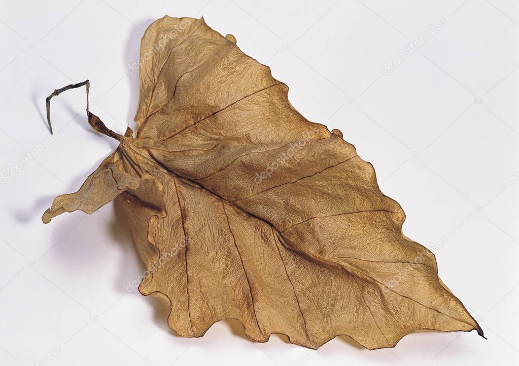 nature background of fallen leaf